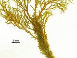 Apice spinoso di un cauloide